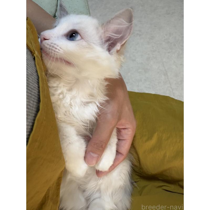 販売中の広島県のラグドール-130935の3枚目