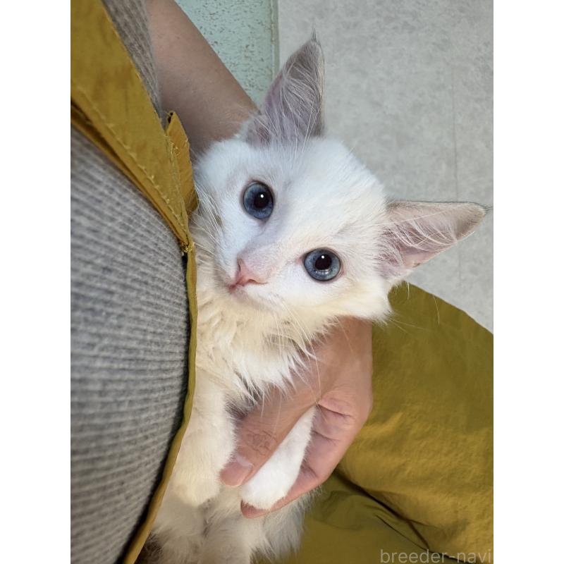 販売中の広島県のラグドール-130935の2枚目