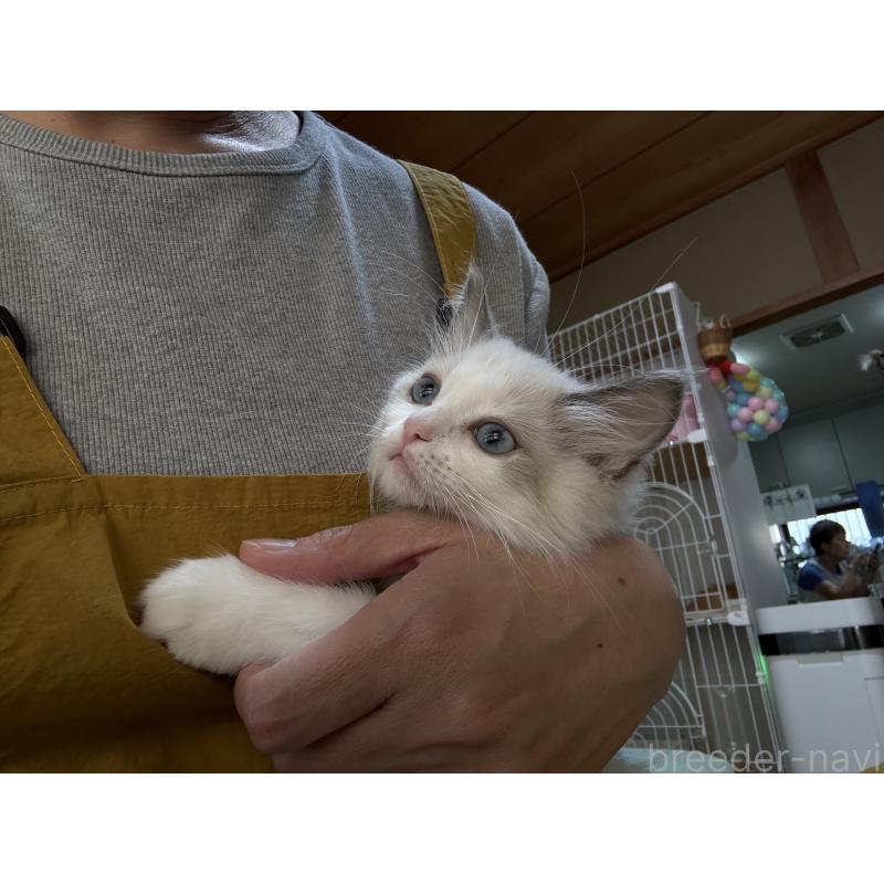 販売中の広島県のラグドール-130937の13枚目