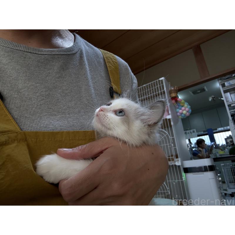 販売中の広島県のラグドール-130937の12枚目