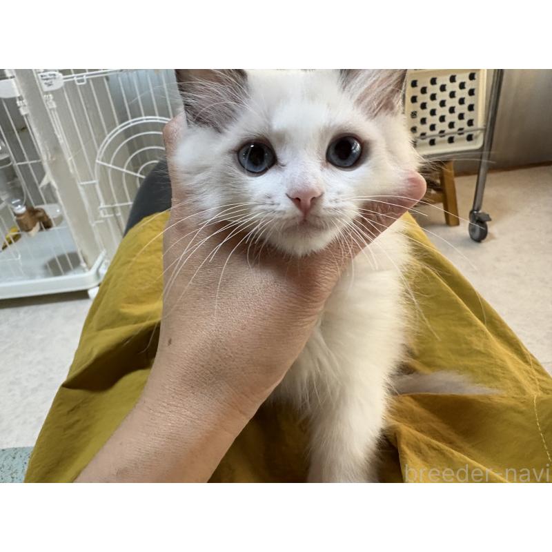 販売中の広島県のラグドール-130937の11枚目