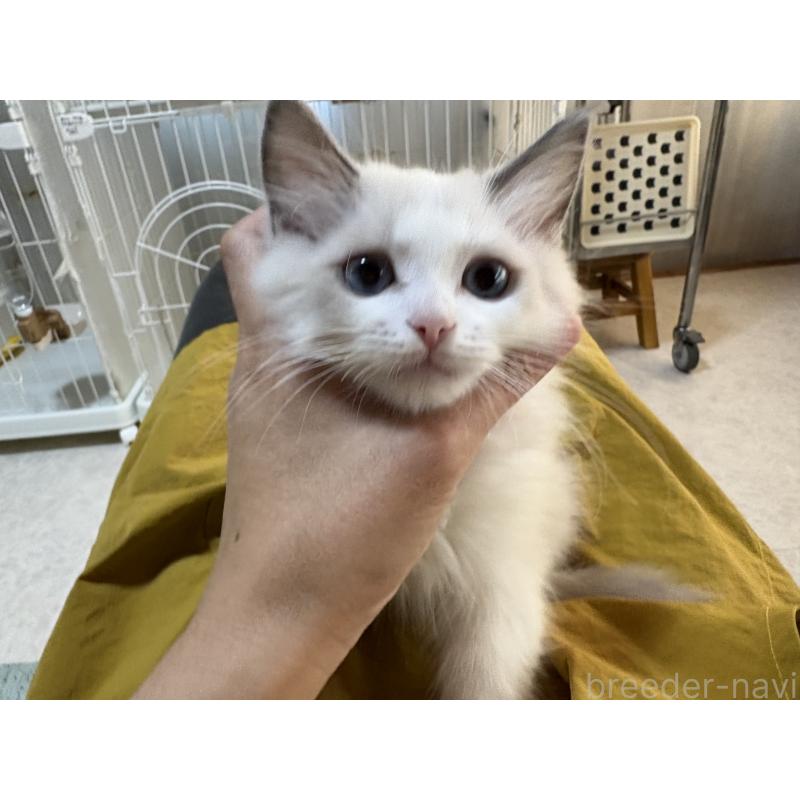 販売中の広島県のラグドール-130937の10枚目