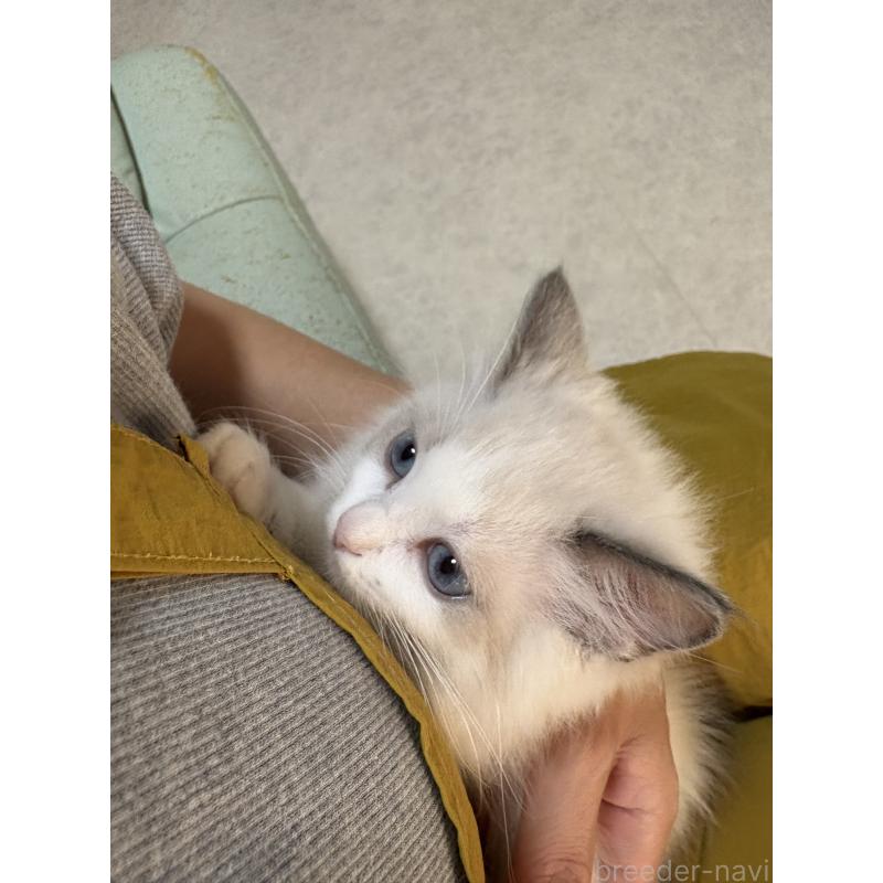 販売中の広島県のラグドール-130937の9枚目