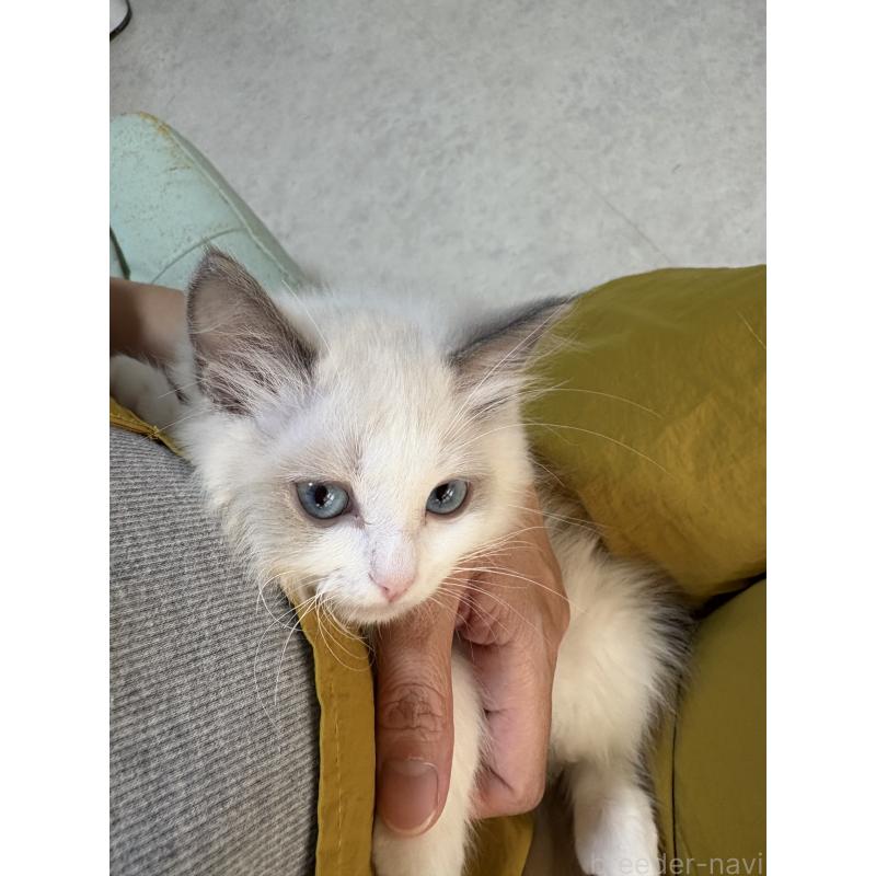 販売中の広島県のラグドール-130937の8枚目