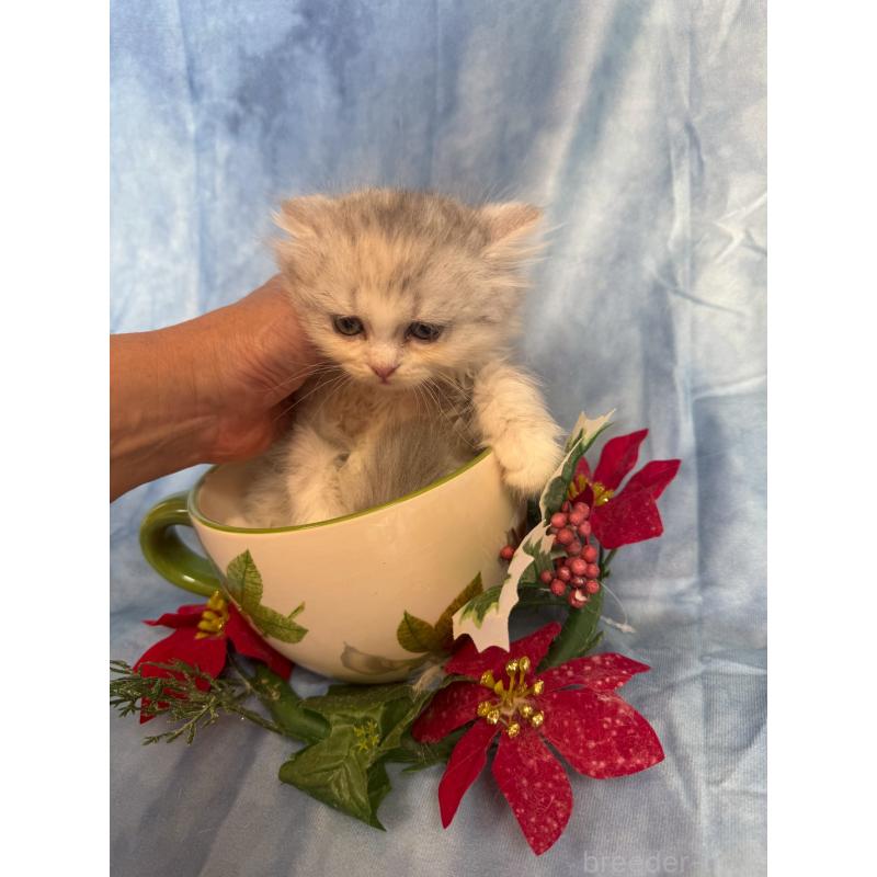 販売中の千葉県のラガマフィン-130938の10枚目