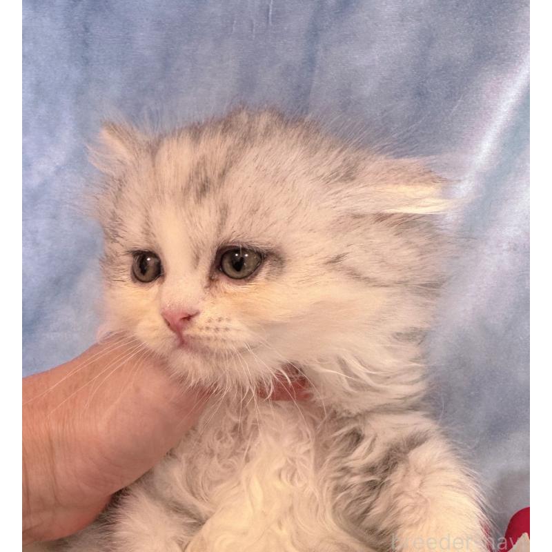 販売中の千葉県のラガマフィン-130938の9枚目