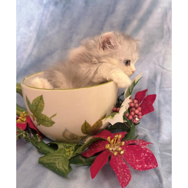 販売中の千葉県のラガマフィン-130938の8枚目