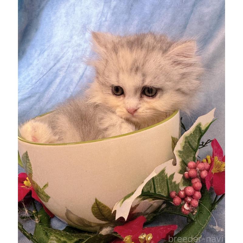 販売中の千葉県のラガマフィン-130938の7枚目