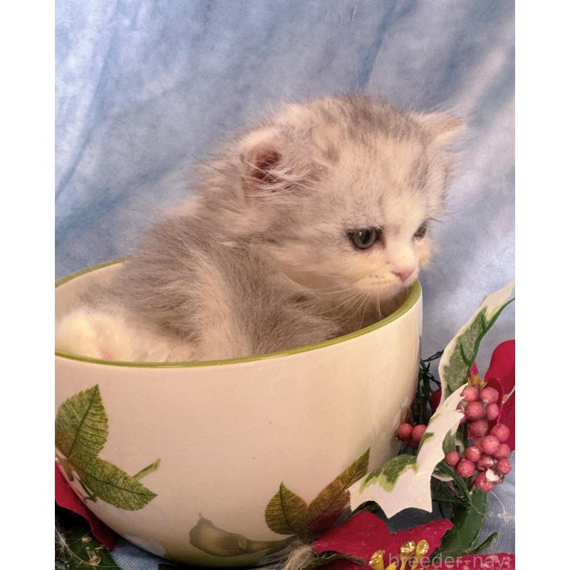 販売中の千葉県のラガマフィン-130938の6枚目