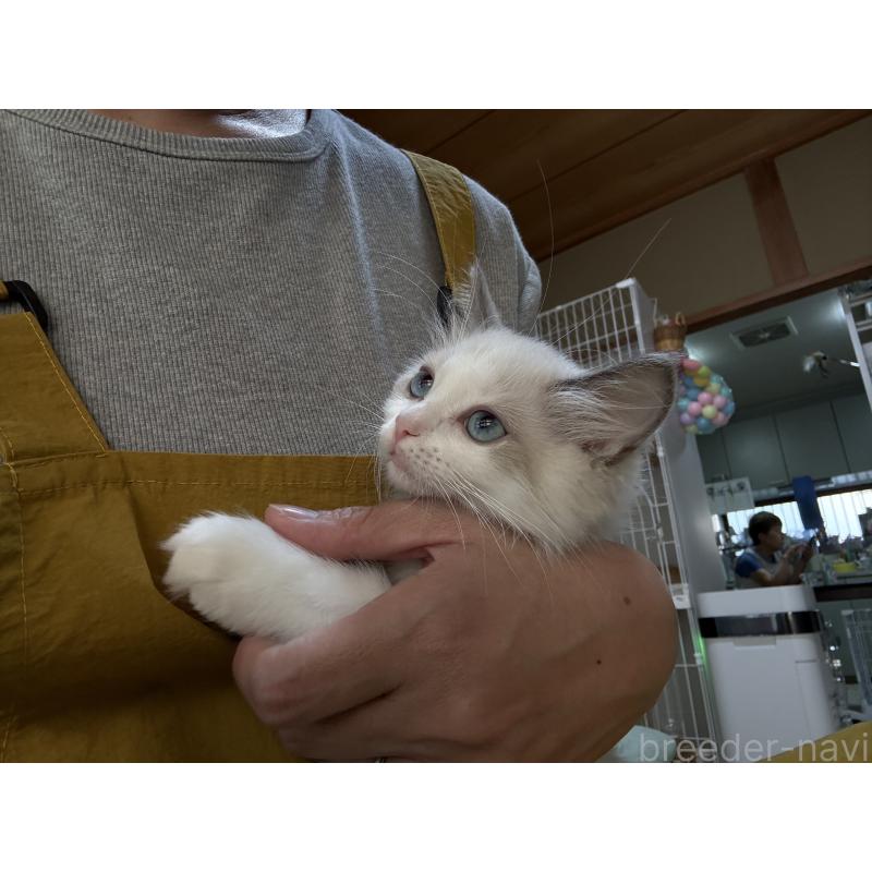販売中の広島県のラグドール-130937の7枚目