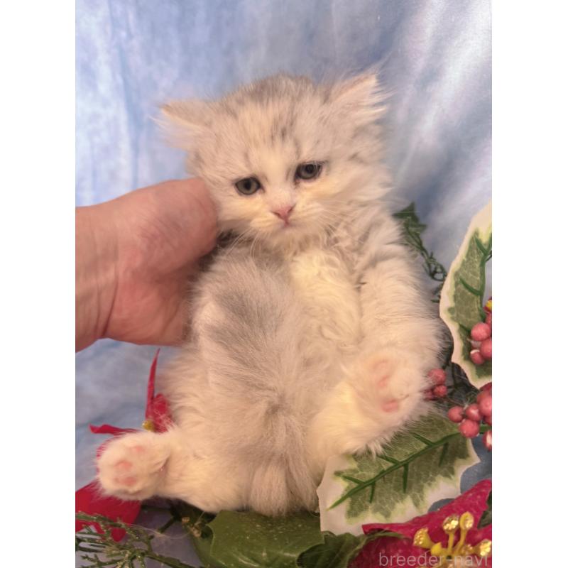 販売中の千葉県のラガマフィン-130938の5枚目