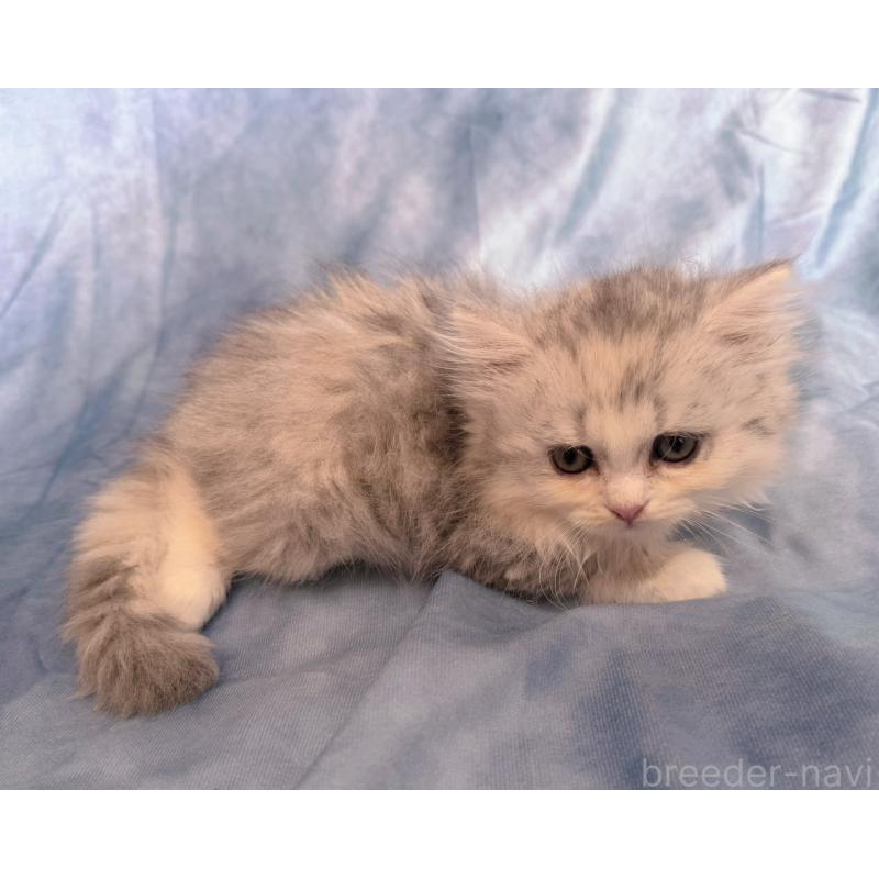 販売中の千葉県のラガマフィン-130938の4枚目