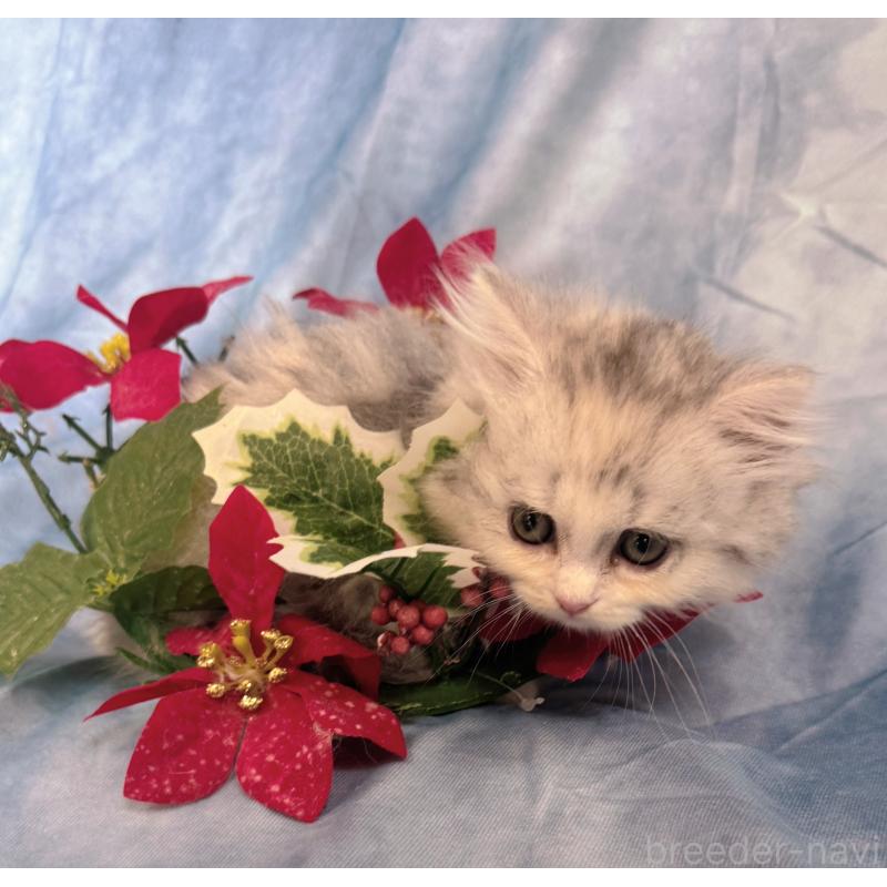 販売中の千葉県のラガマフィン-130938の3枚目