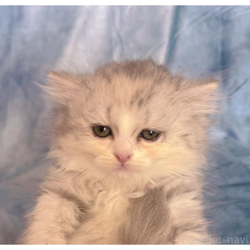 販売中の千葉県のラガマフィン-130938の2枚目