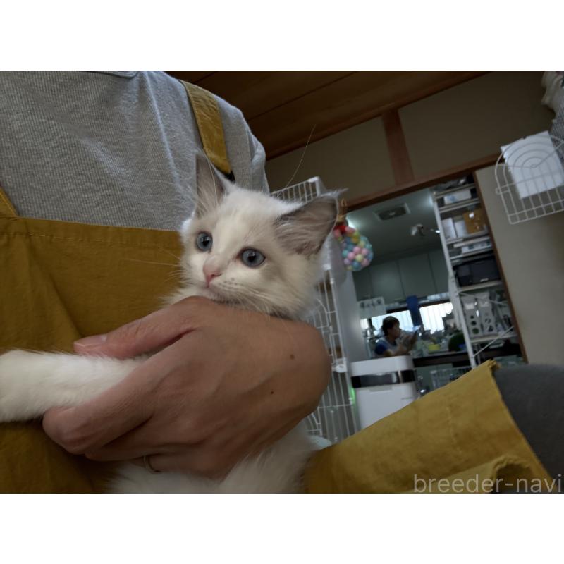 販売中の広島県のラグドール-130937の6枚目