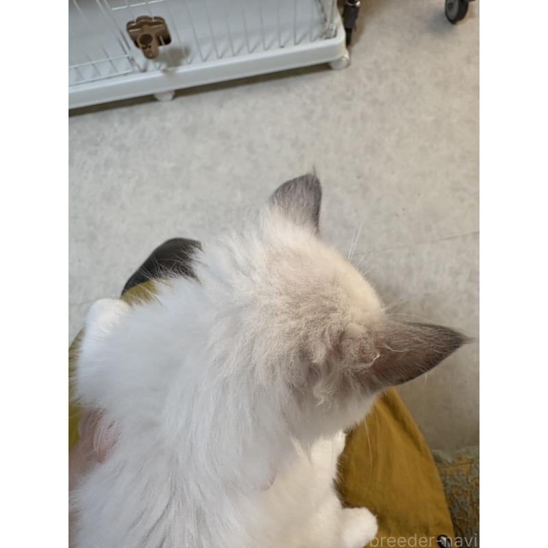 販売中の広島県のラグドール-130937の5枚目