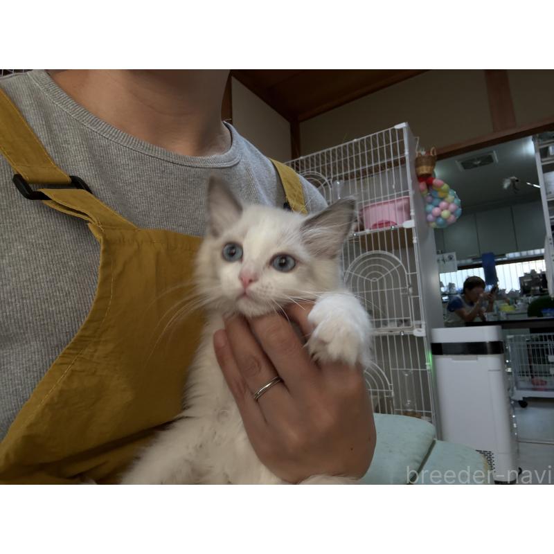 販売中の広島県のラグドール-130937の4枚目