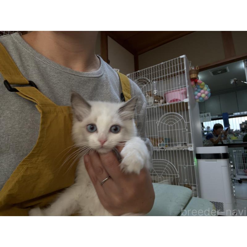 販売中の広島県のラグドール-130937の3枚目