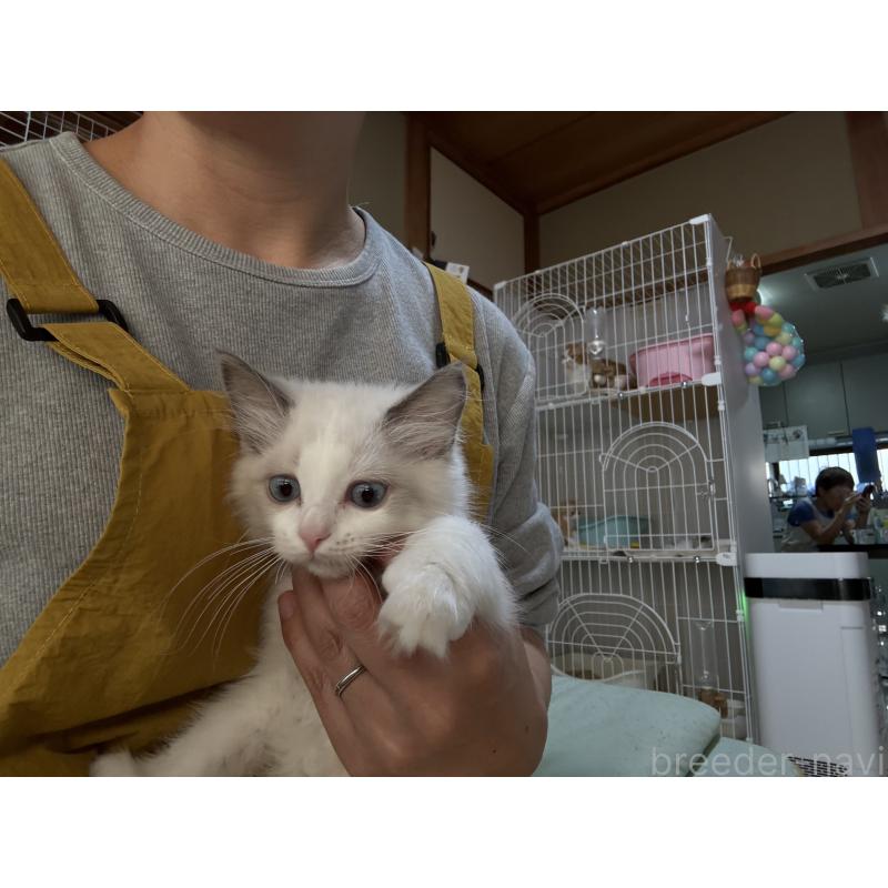 販売中の広島県のラグドール-130937の2枚目