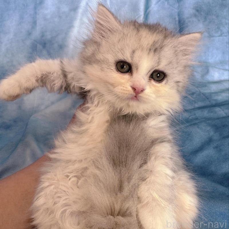 販売中の千葉県のラガマフィン-130938の1枚目