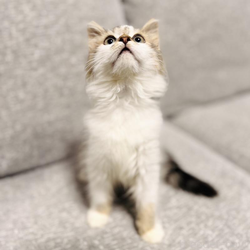 販売中の岐阜県のサイベリアン-130939の10枚目