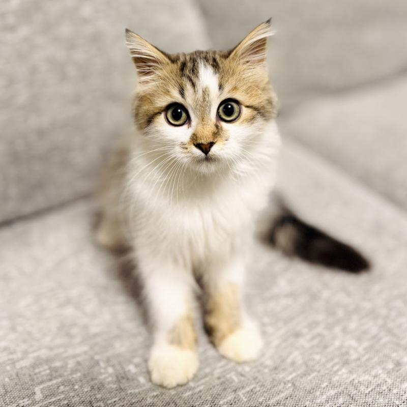 販売中の岐阜県のサイベリアン-130939の1枚目