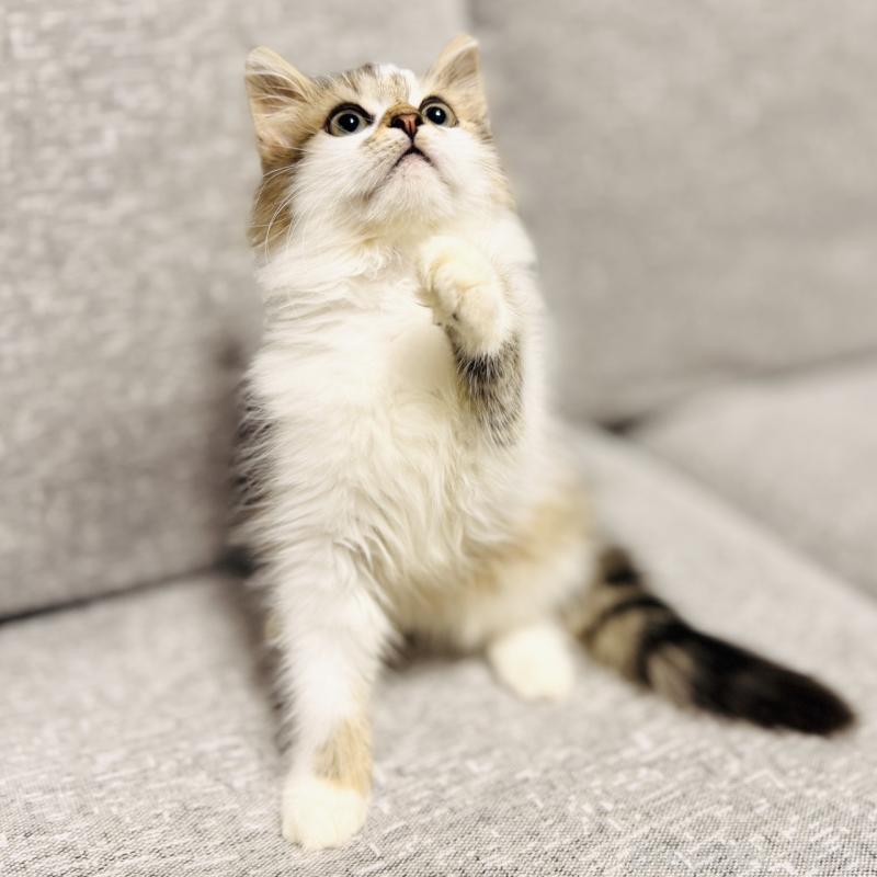 販売中の岐阜県のサイベリアン-130939の9枚目