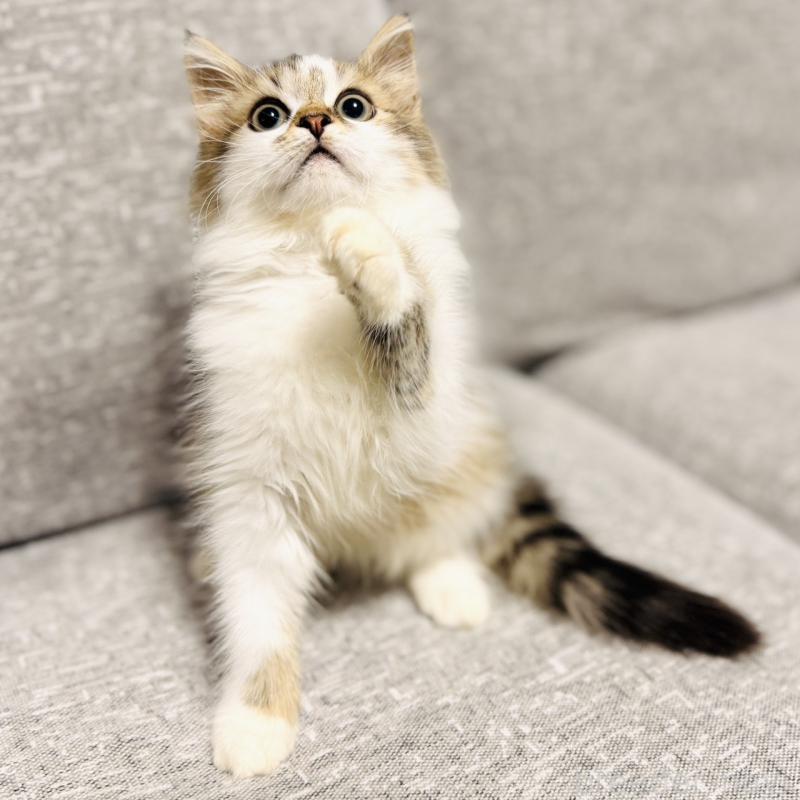 販売中の岐阜県のサイベリアン-130939の8枚目