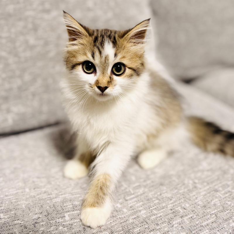 販売中の岐阜県のサイベリアン-130939の7枚目