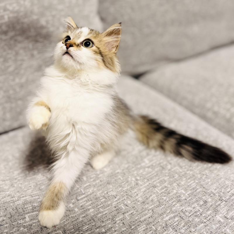 販売中の岐阜県のサイベリアン-130939の6枚目