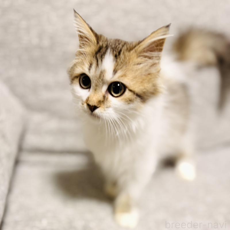 販売中の岐阜県のサイベリアン-130939の5枚目