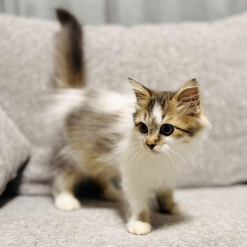 販売中の岐阜県のサイベリアン-130939の4枚目