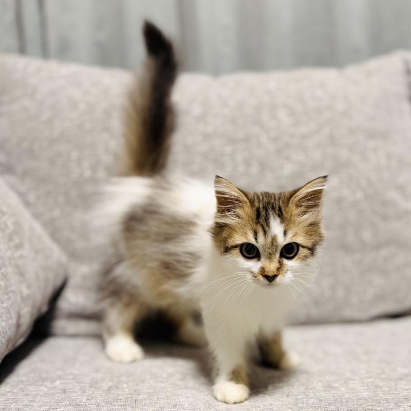 販売中の岐阜県のサイベリアン-130939の3枚目