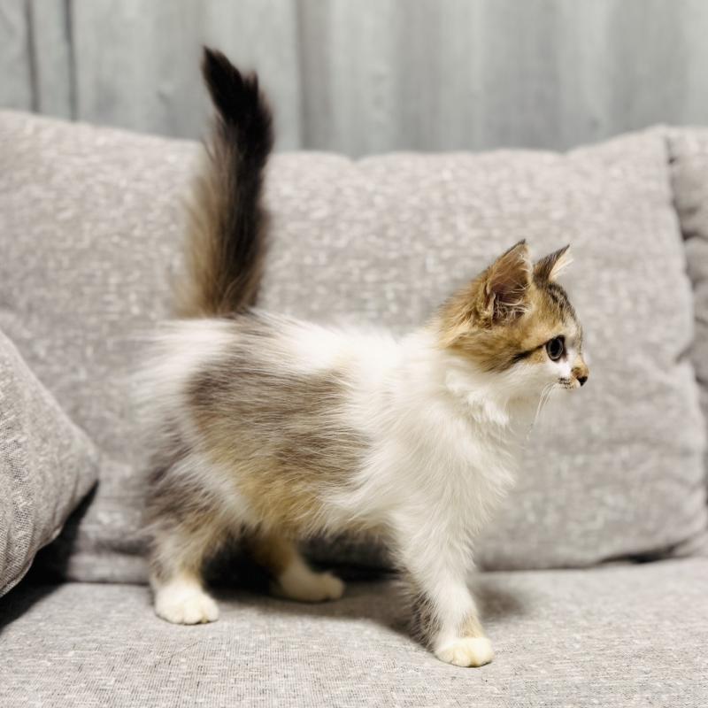 販売中の岐阜県のサイベリアン-130939の2枚目