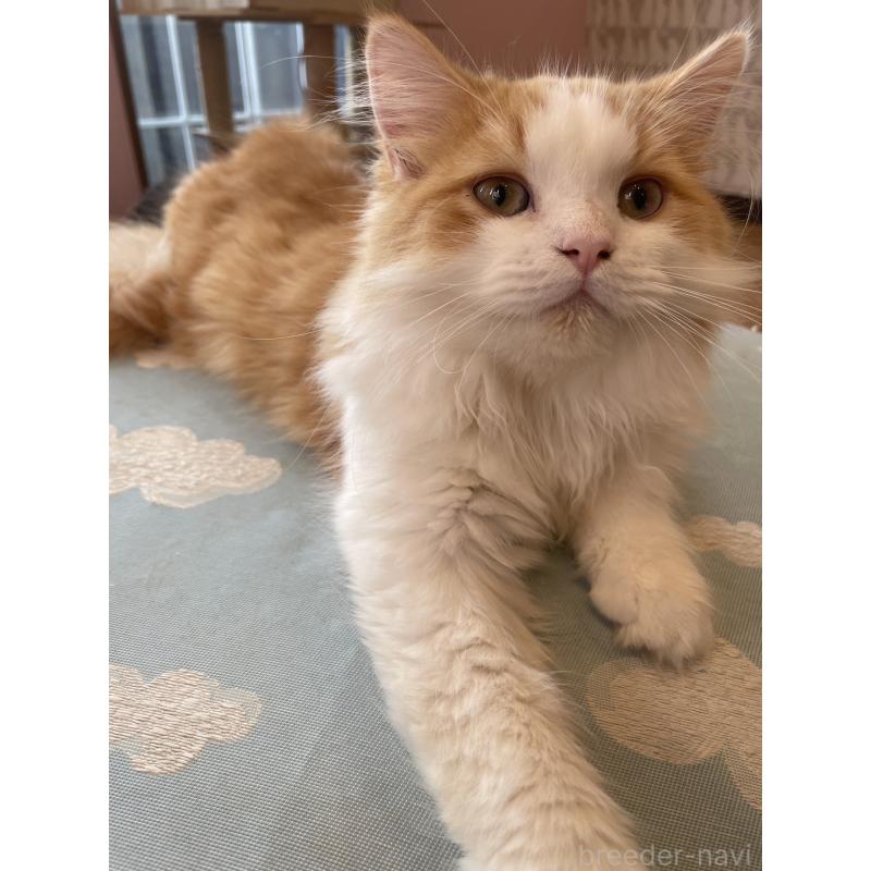 販売中の鳥取県のミヌエット-120956の8枚目