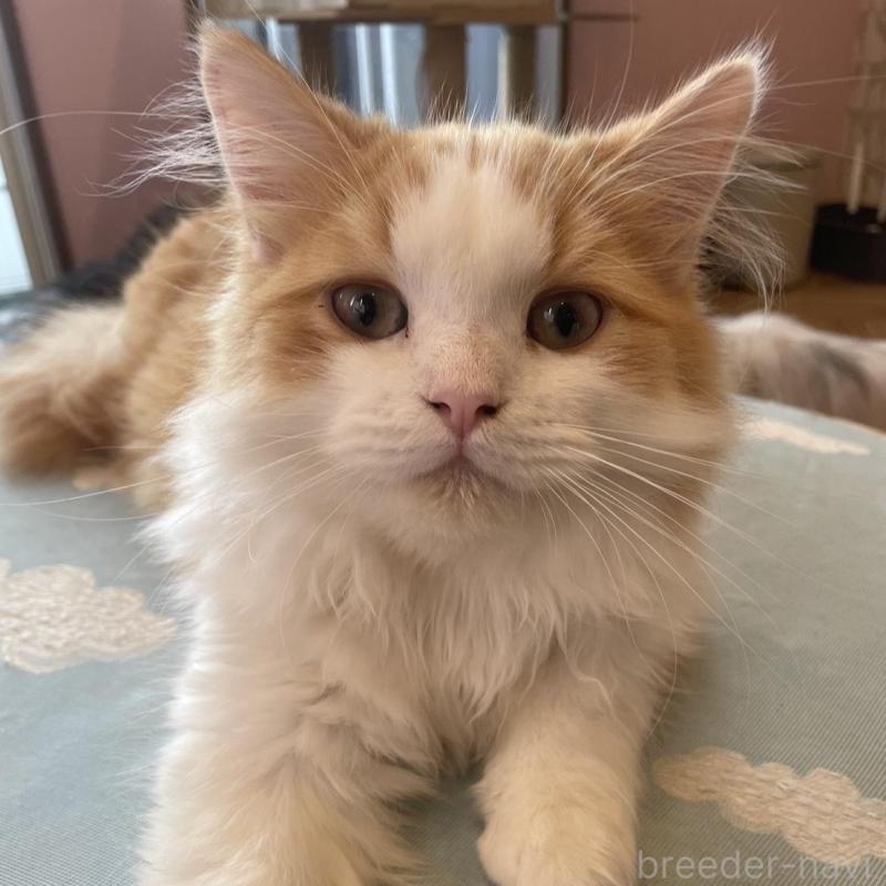 販売中の鳥取県のミヌエット-120956