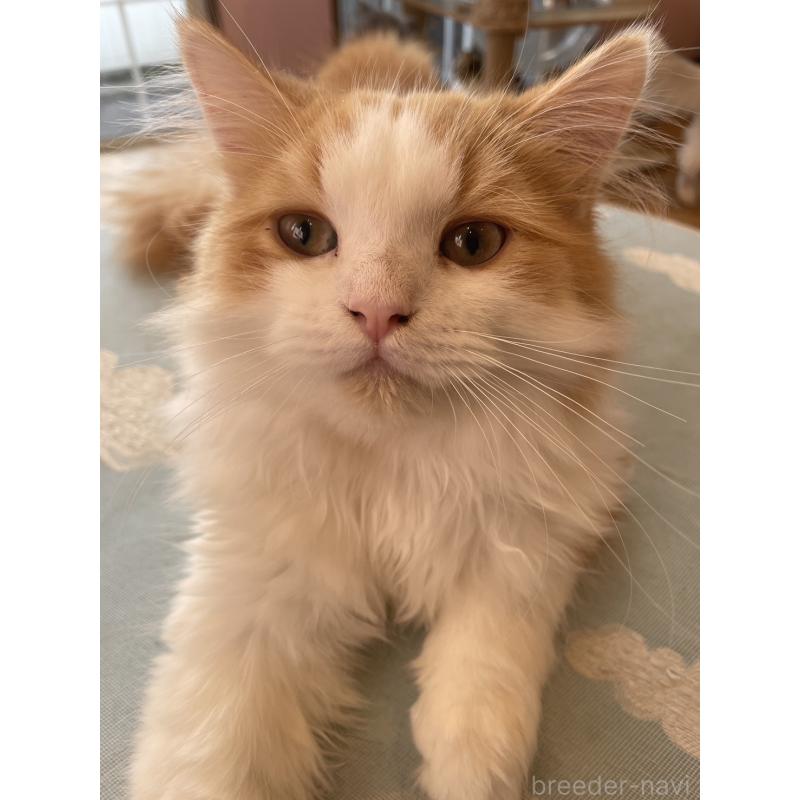 販売中の鳥取県のミヌエット-120956の7枚目