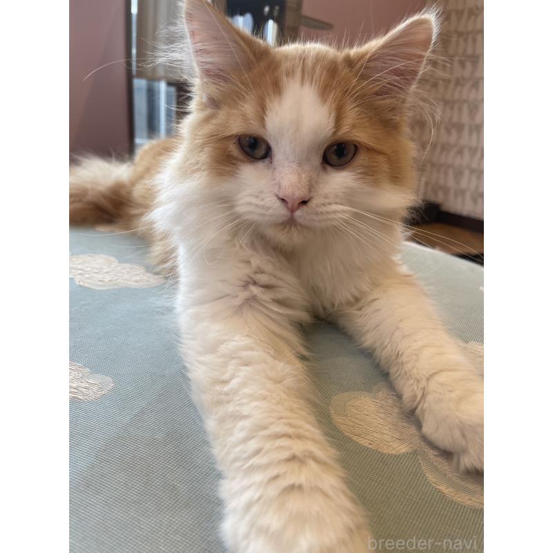 販売中の鳥取県のミヌエット-120956の6枚目