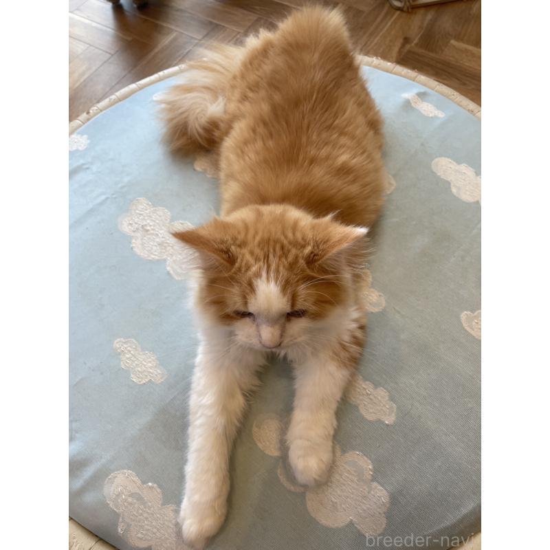 販売中の鳥取県のミヌエット-120956の5枚目