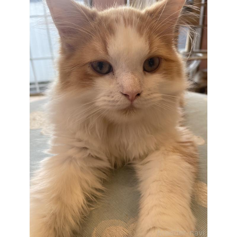 販売中の鳥取県のミヌエット-120956の4枚目