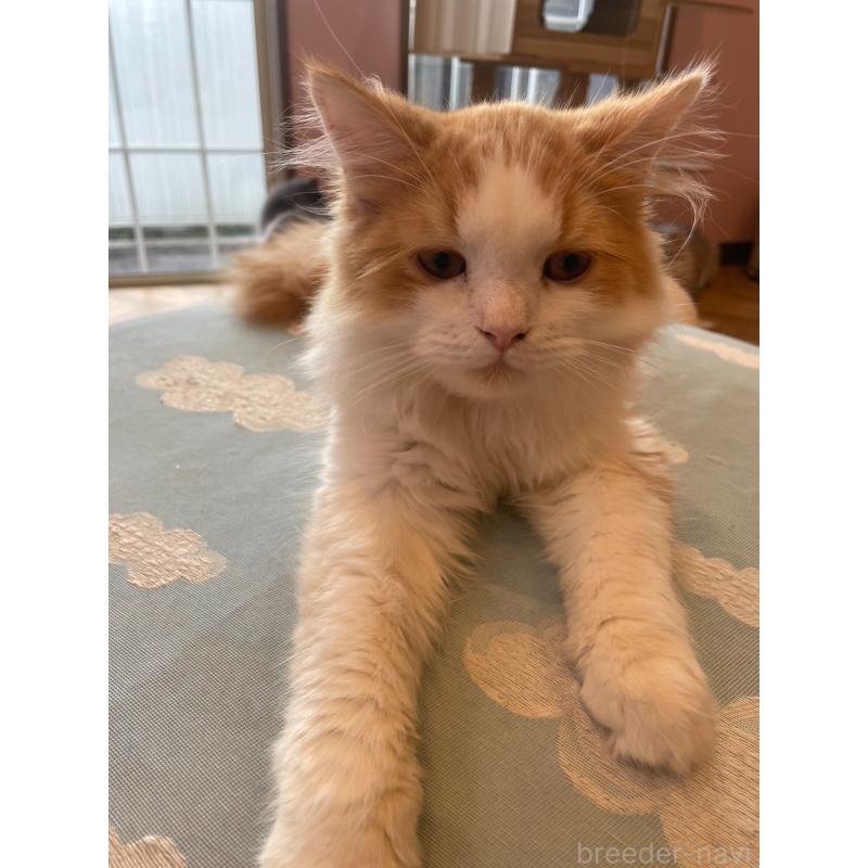 販売中の鳥取県のミヌエット-120956の3枚目