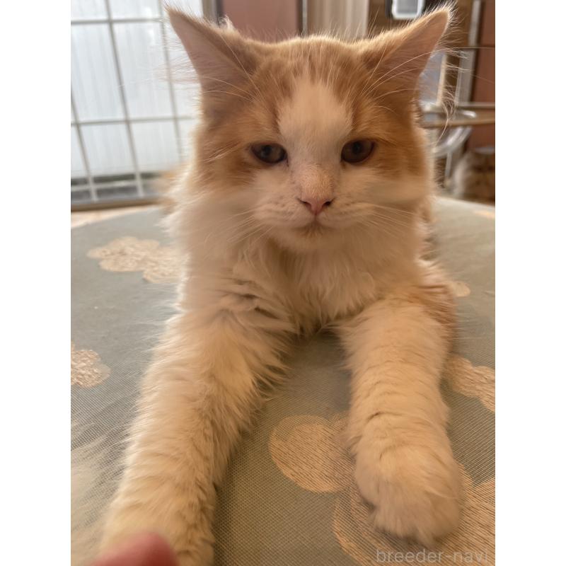 販売中の鳥取県のミヌエット-120956の2枚目