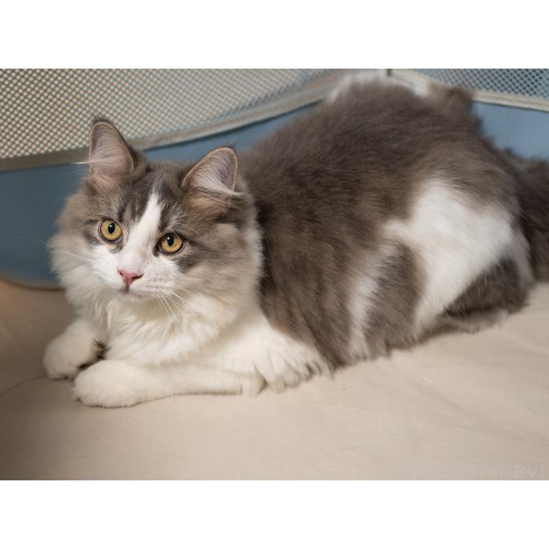 販売中の大阪府のサイベリアン-129148の8枚目