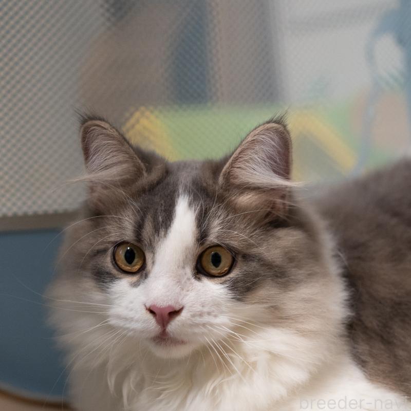 販売中の大阪府のサイベリアン-129148の7枚目