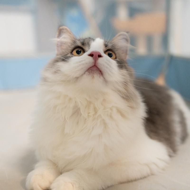 販売中の大阪府のサイベリアン-129148の6枚目