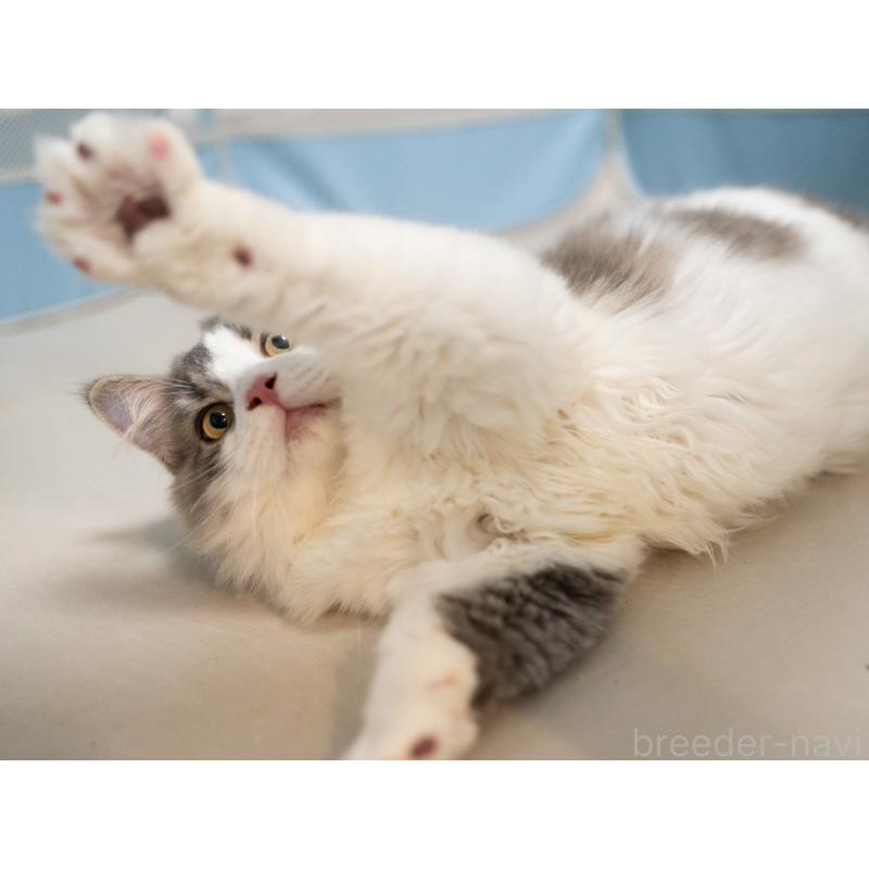 販売中の大阪府のサイベリアン-129148の5枚目