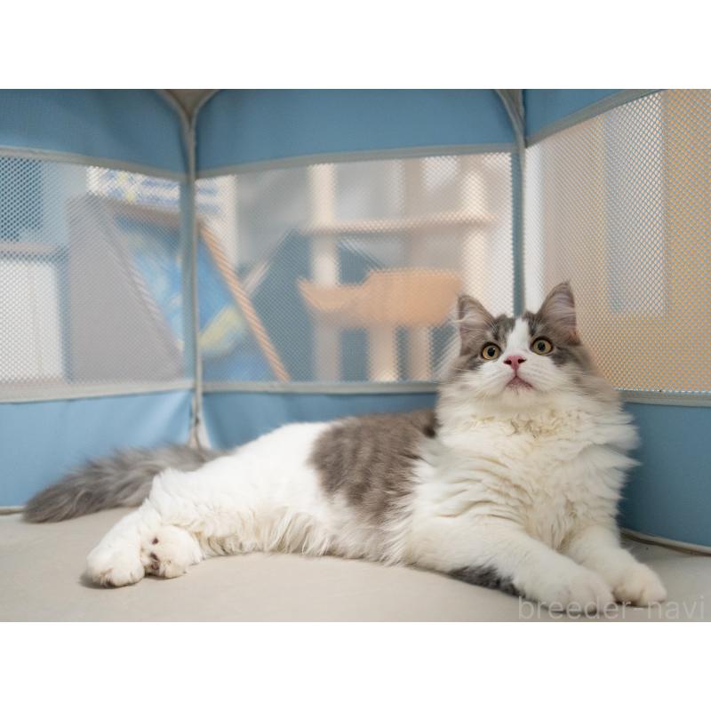 販売中の大阪府のサイベリアン-129148の3枚目