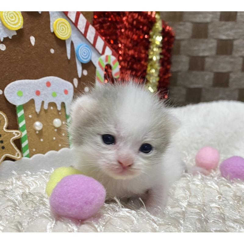 販売中の愛知県のマンチカン-130940の6枚目