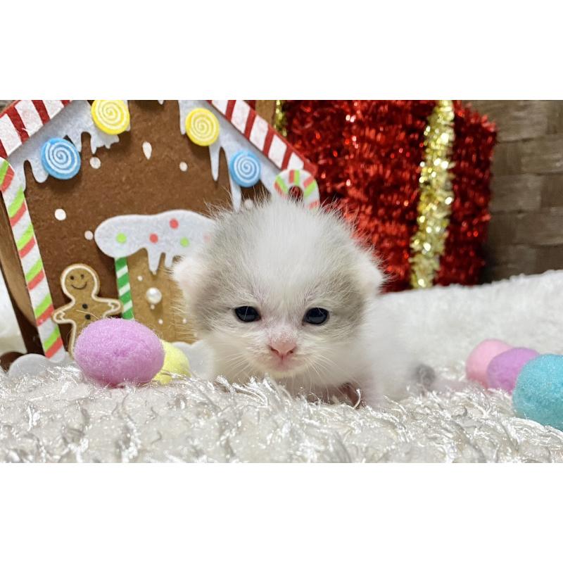 販売中の愛知県のマンチカン-130940の5枚目