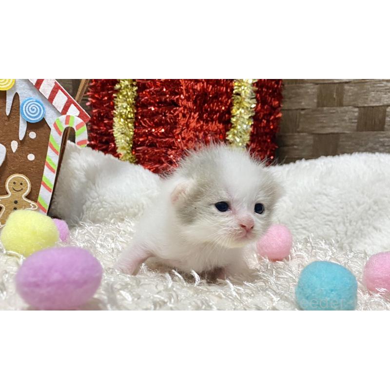 販売中の愛知県のマンチカン-130940の4枚目